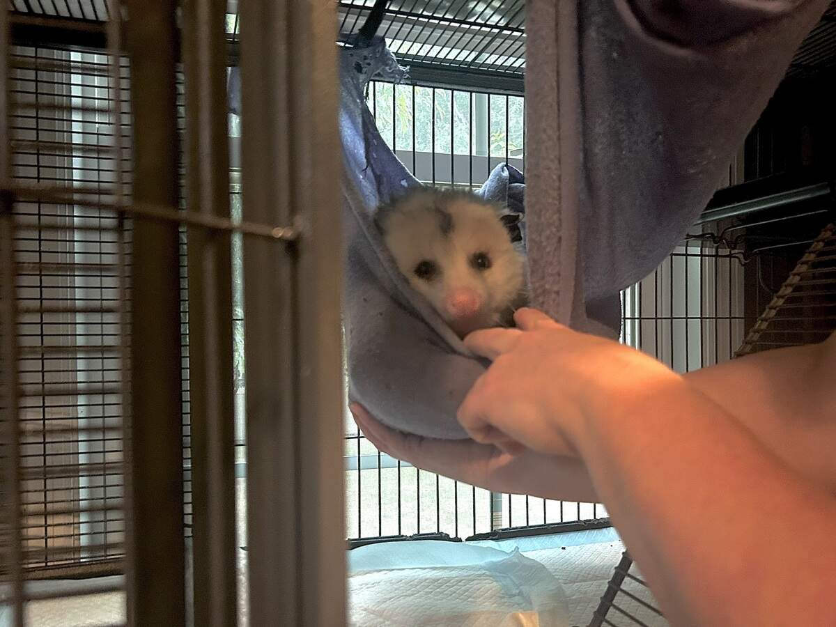 South Carolina Wildlife Rescue Saves Dozens of Injured Animals - Image 2