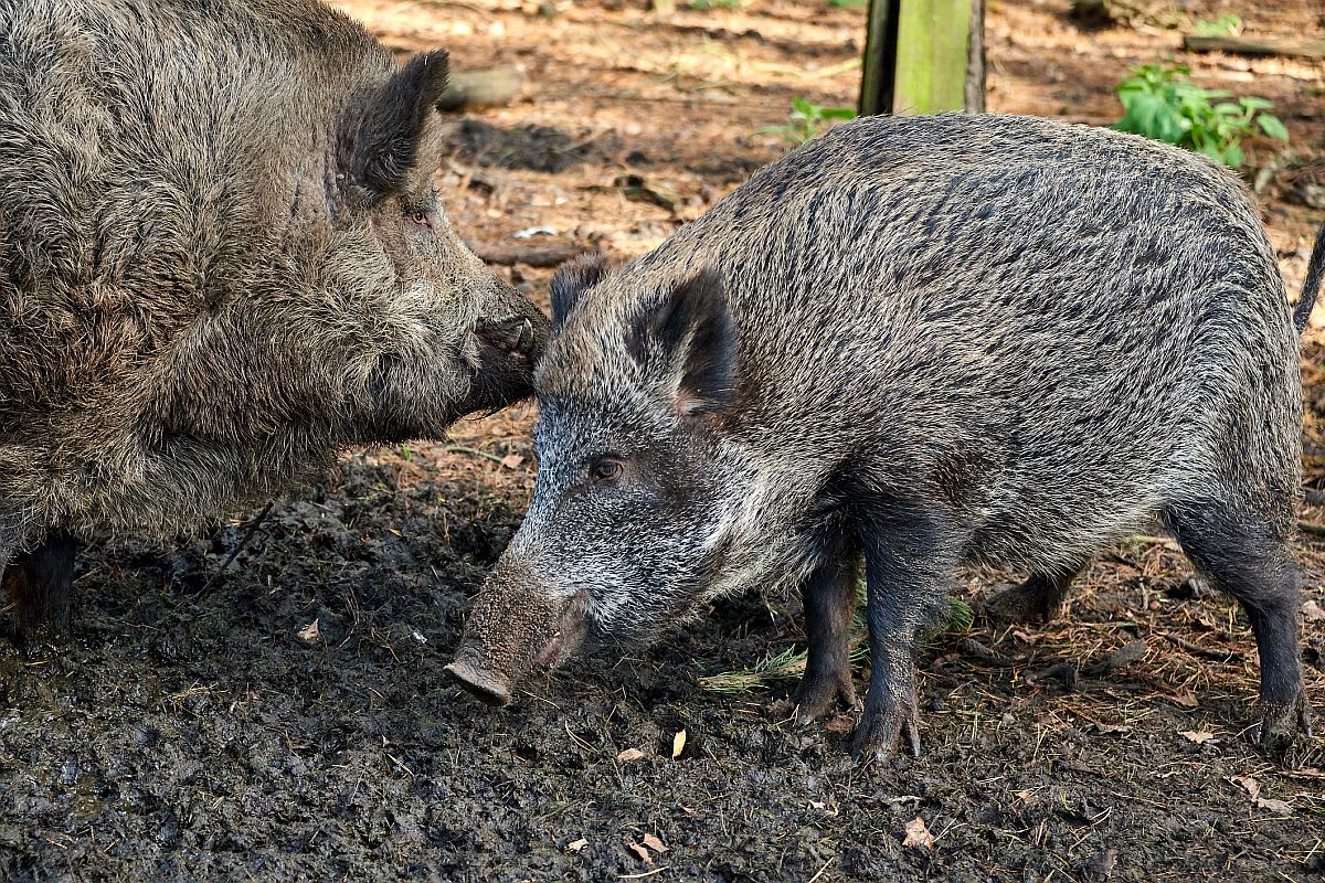 India Moves to Save World's Smallest Wild Pig From Extinction