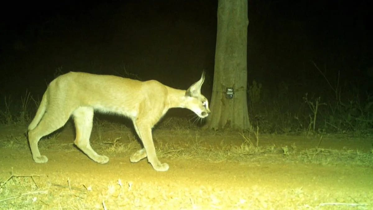Caracal wild cat with distinctive pointed ear tufts photographed by camera trap in Indian forest