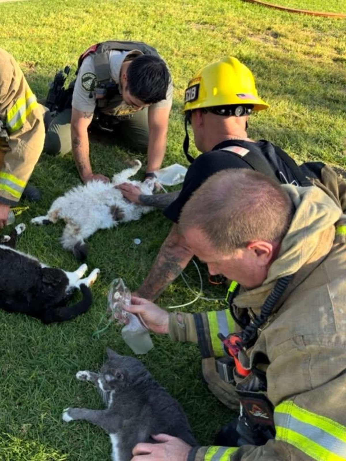California Firefighters Give CPR to Save 4 Cats From Fire - Image 3