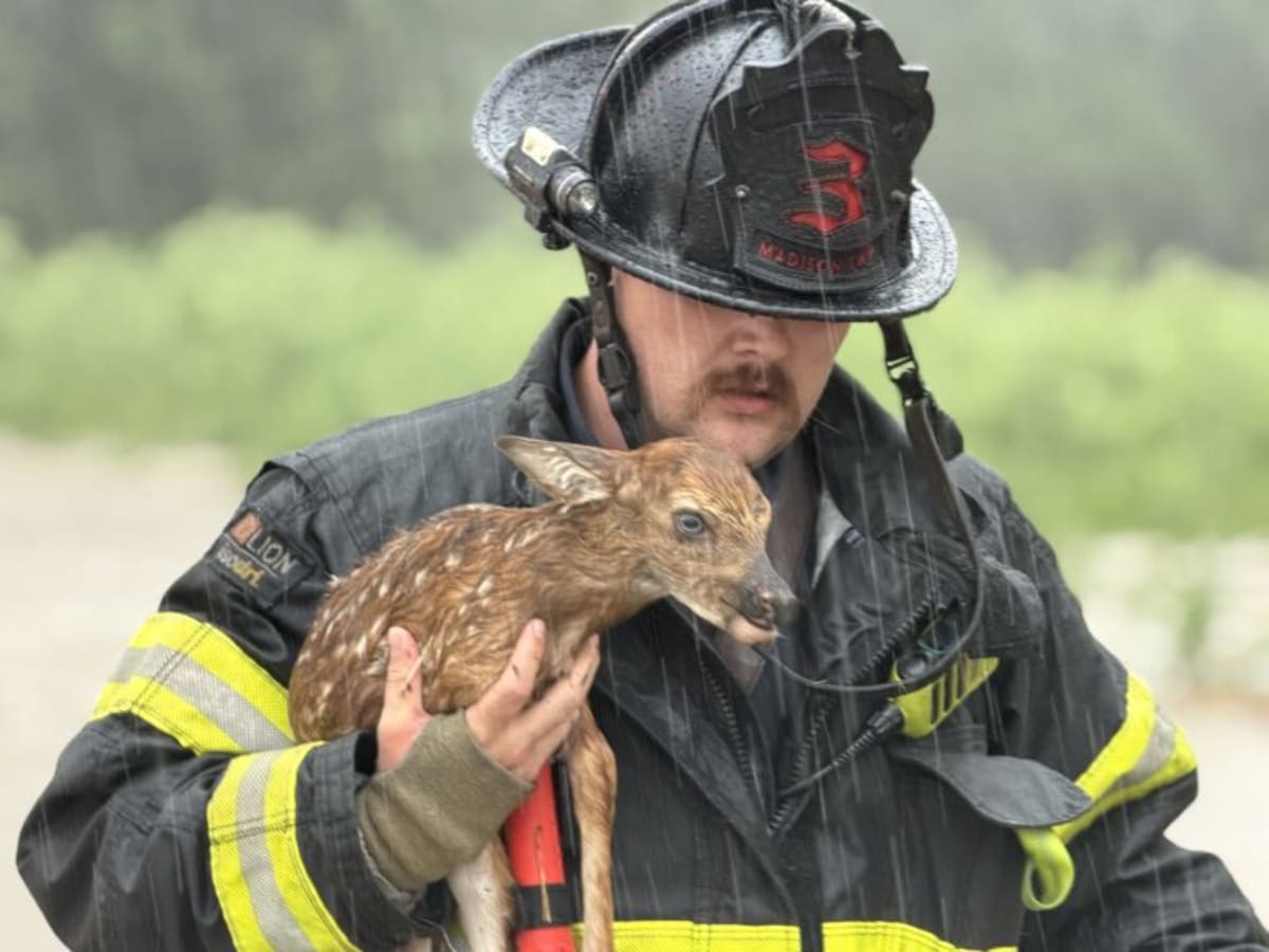 Indiana Firefighter Saves Drowning Fawn From Floodwaters - Image 2