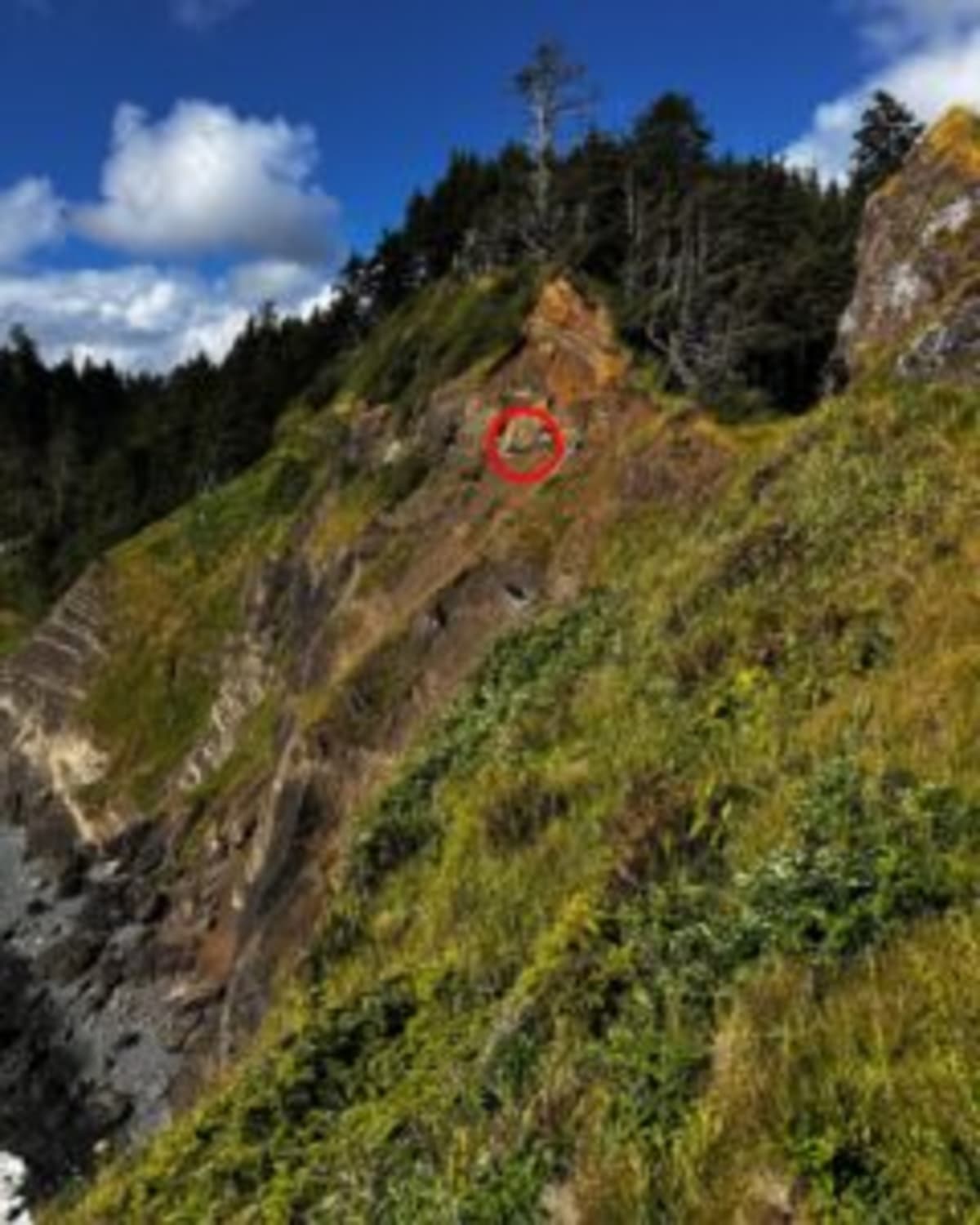 Rope Rescue Team Saves Dog Stranded 100 Feet Down Cliff - Image 5