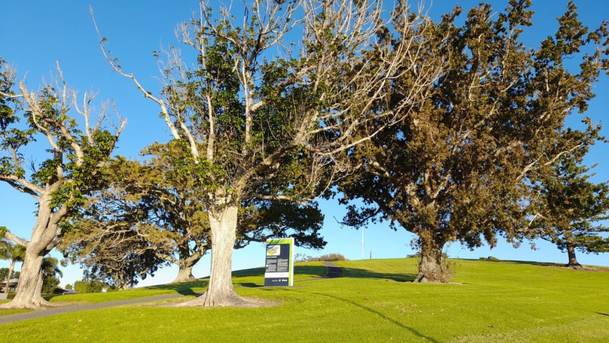 WWI Hero's Oak Trees Get New Life in New Zealand - Image 3