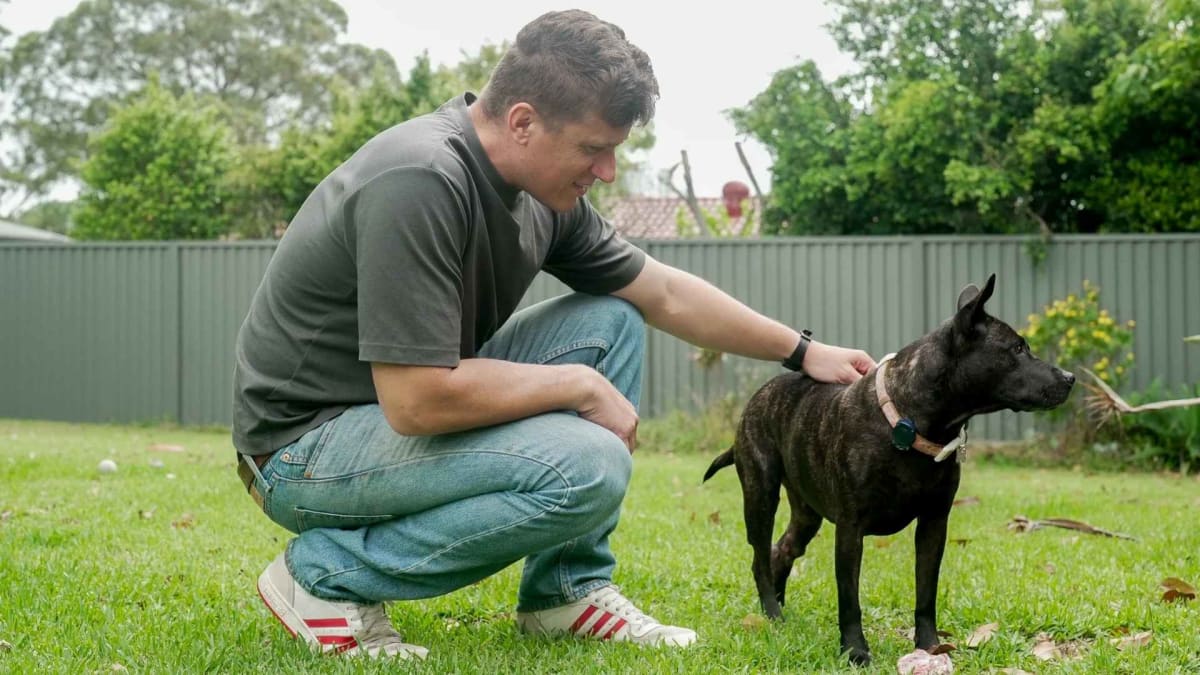 Happy golden retriever dog sitting outdoors, representing Rosie who received experimental cancer vaccine