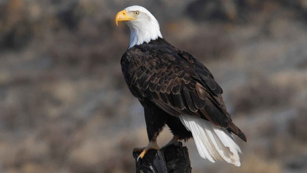 Bald eagle with white head and brown wings soaring through blue sky