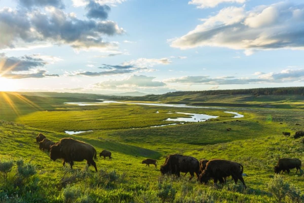 Mongolia's Wild Horse Revival Sets Gold Standard