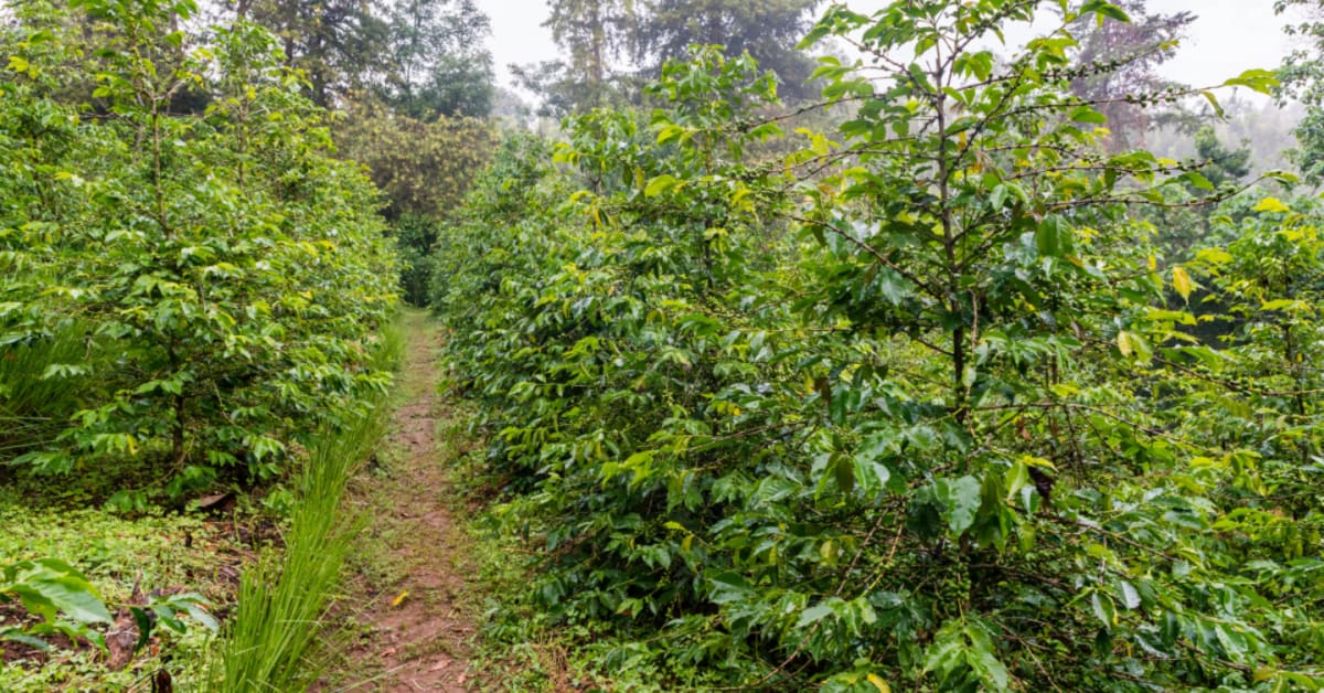 Ethiopia's Forest Jobs Plan Targets 60,000 Green Careers