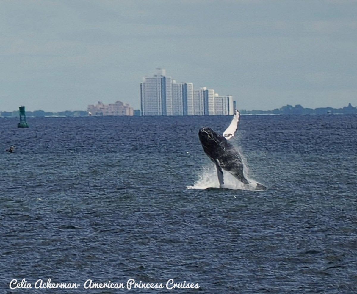 Nine Whales Spotted in New York Harbor in One Day - Image 4