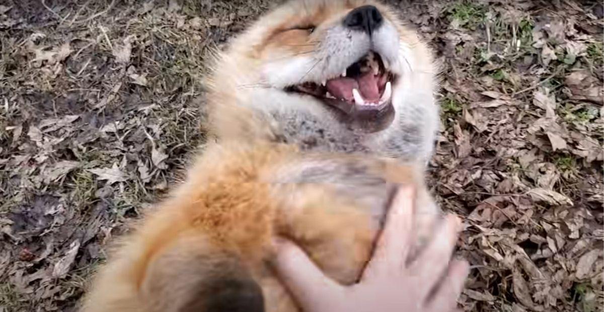 Playful fennec fox appearing to laugh with mouth open in joyful expression