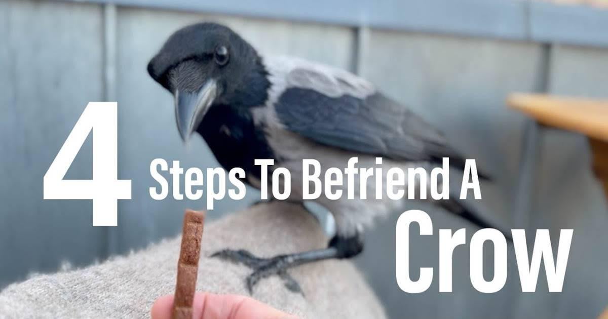 How to Befriend a Crow in 4 Simple Steps - Image 3