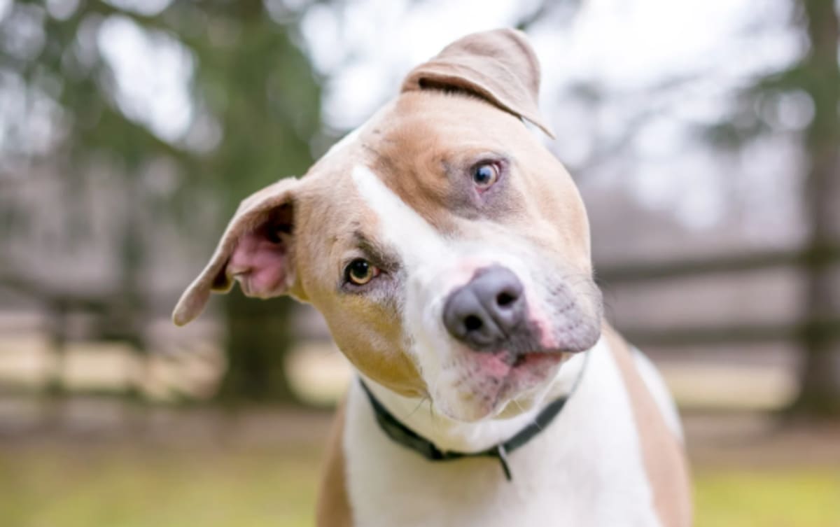 Pit Bull Gets Family Intervention for Grandma Antics - Image 4