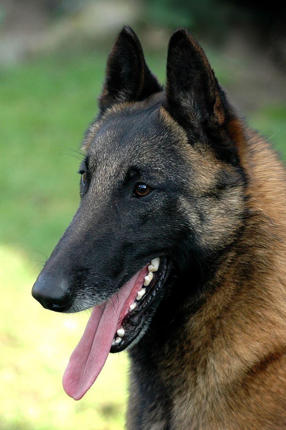 Belgian Malinois Tops Border Collie as Smartest Dog Breed - Image 4