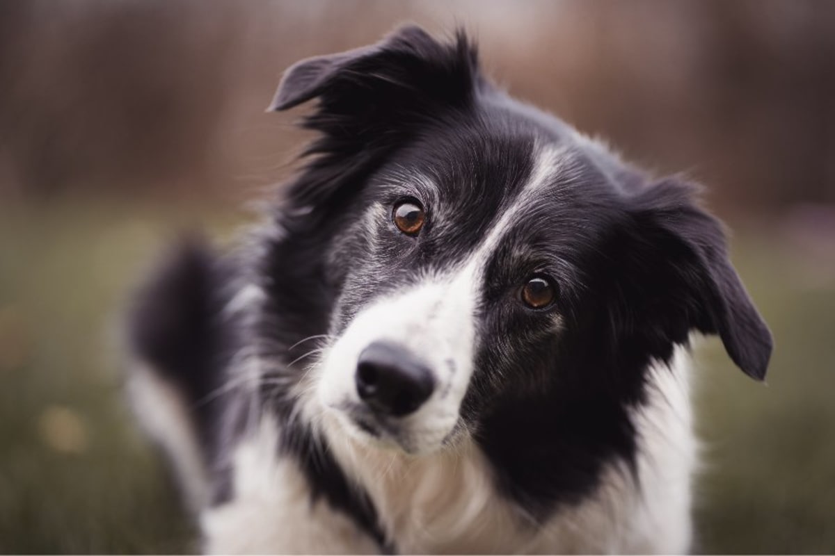 Belgian Malinois Tops Border Collie as Smartest Dog Breed - Image 5