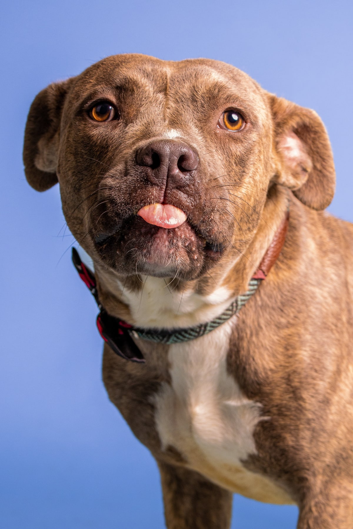 ** Pit bull looking guilty during family intervention while sitting with owner and grandmother