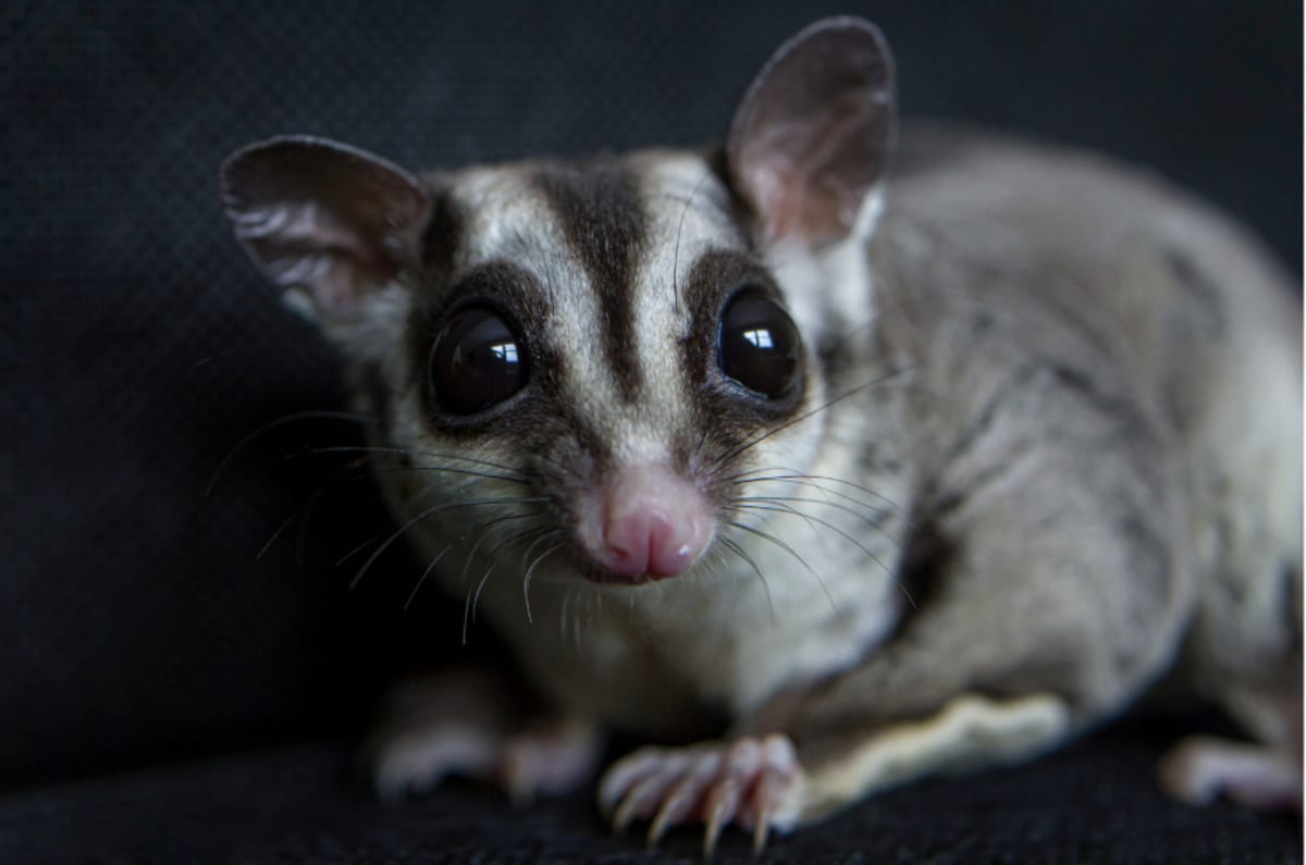 Fluffy greater glider with large ears peering out from inside custom insulated nesting box
