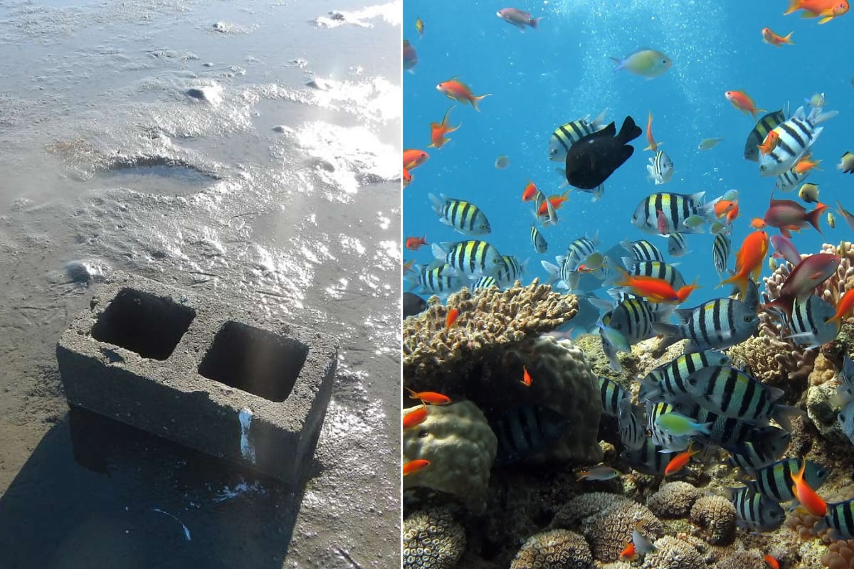 Concrete Blocks Become Thriving Coral Reef in 3 Months