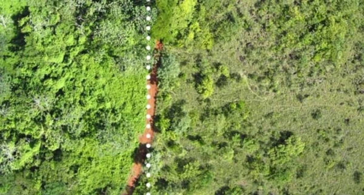 Orange Peels Transform Barren Land Into Thriving Forest