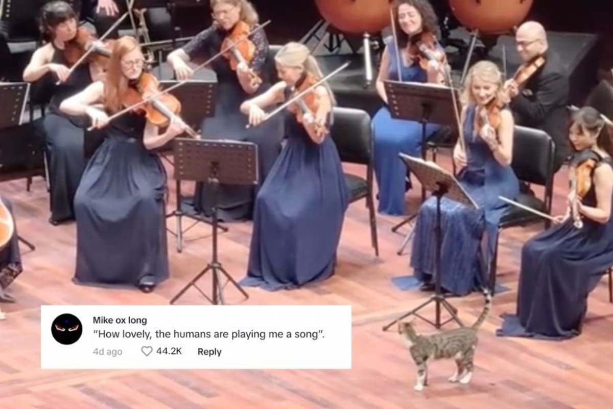 Gray and white cat walking confidently across orchestra stage during live performance