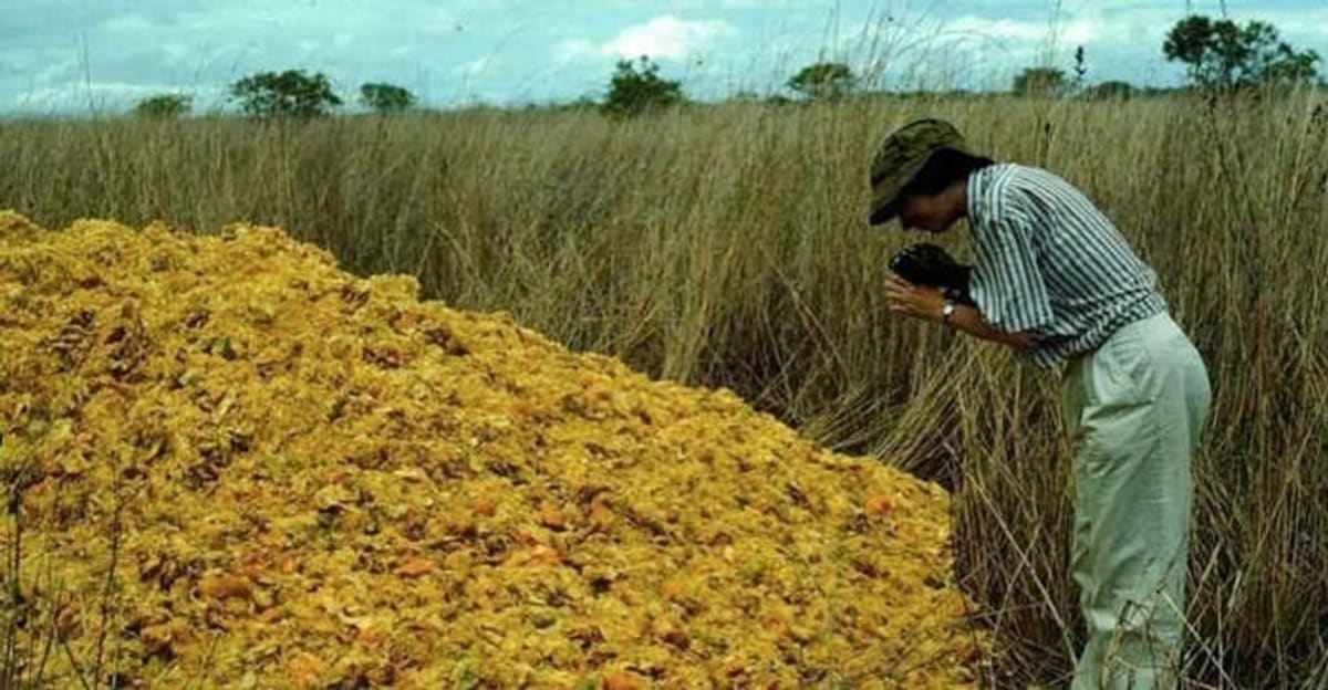 Orange Peels Transform Barren Land Into Thriving Forest - Image 3