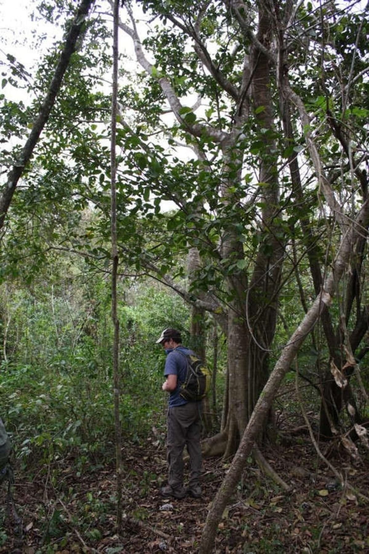 Orange Peels Transform Barren Land Into Thriving Forest - Image 5