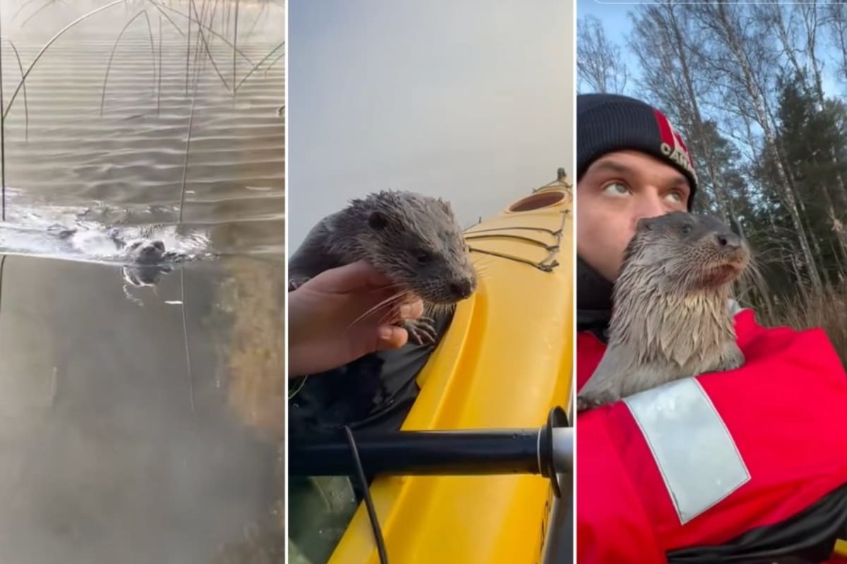 Rescued otter Leya climbing into Mats Janzon's kayak on a Swedish lake for morning cuddles