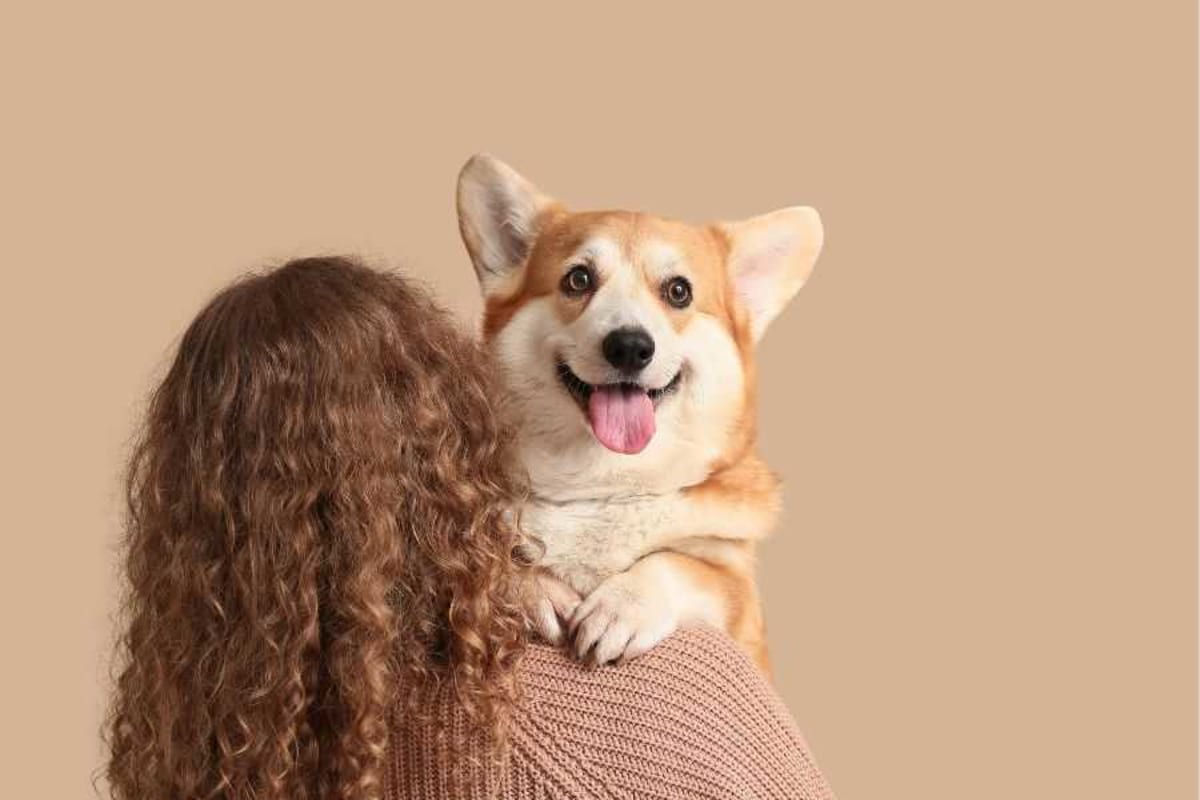 Scientists Reveal How Dogs Choose Their Favorite Person - Image 4