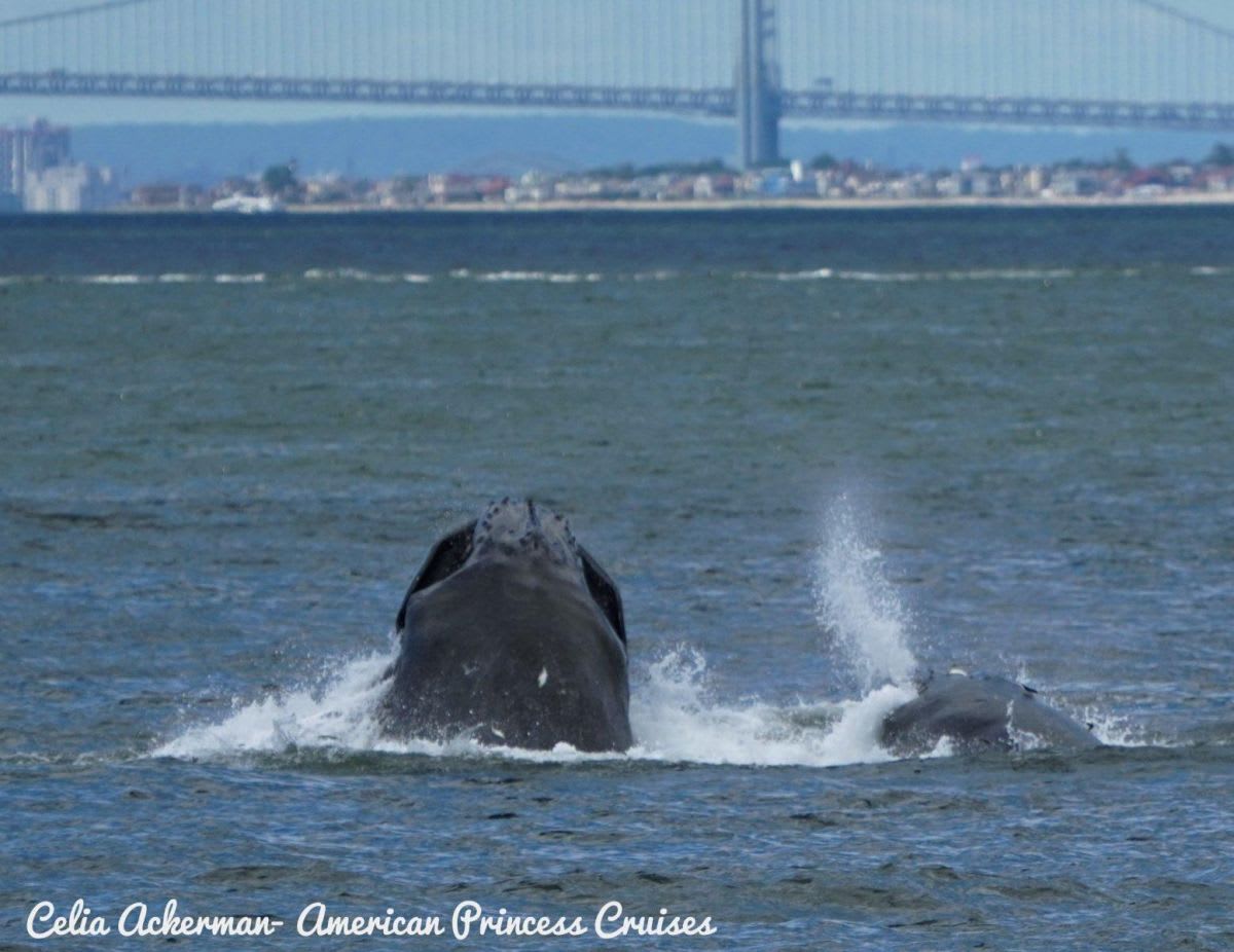 Nine Whales Spotted in New York Harbor in One Day - Image 5