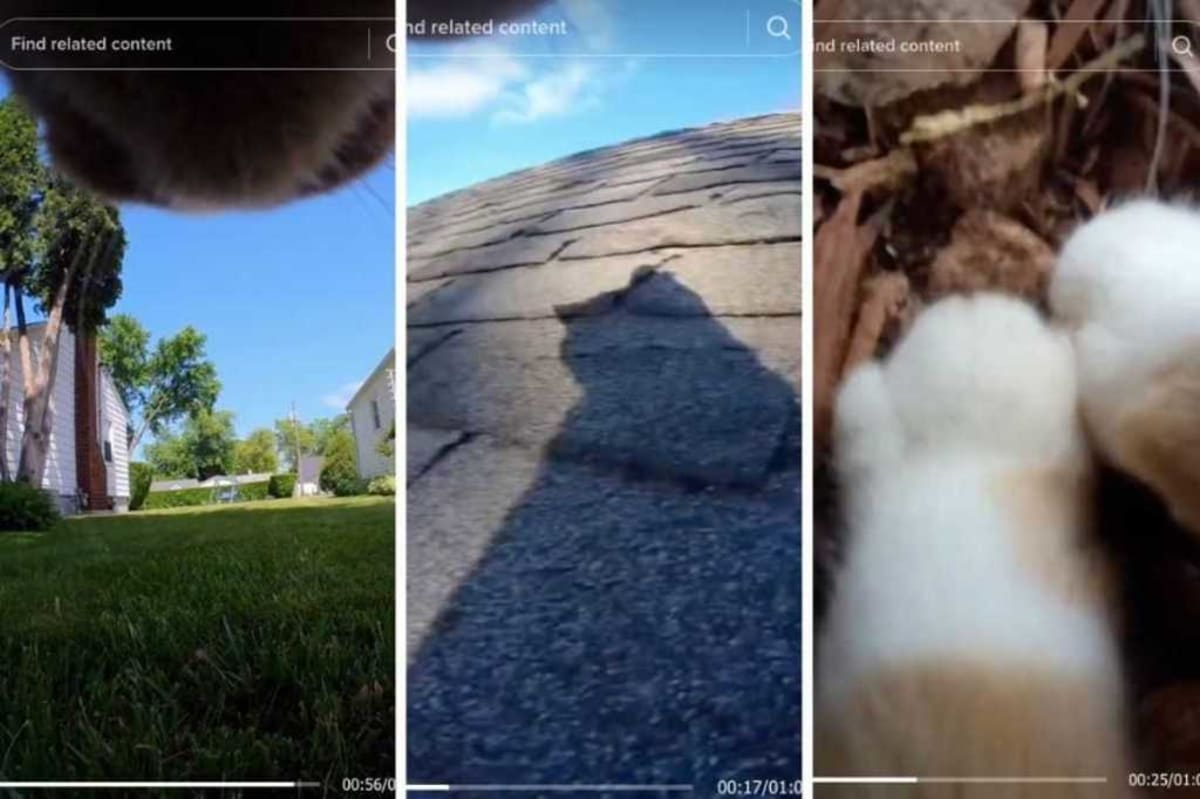 Cat's POV Camera Delights 50 Million TikTok Viewers - Image 3