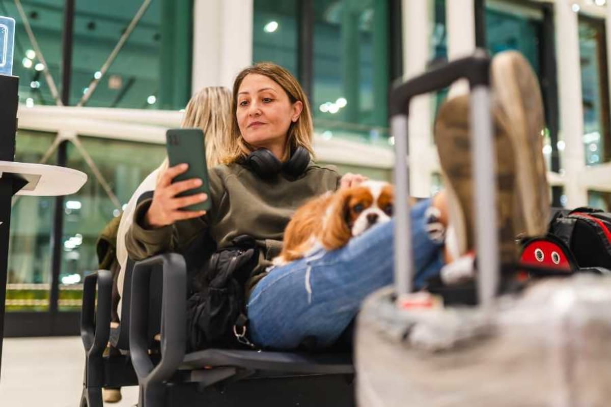 Friendly dog sitting in airplane cabin with happy passengers around wanting to pet it