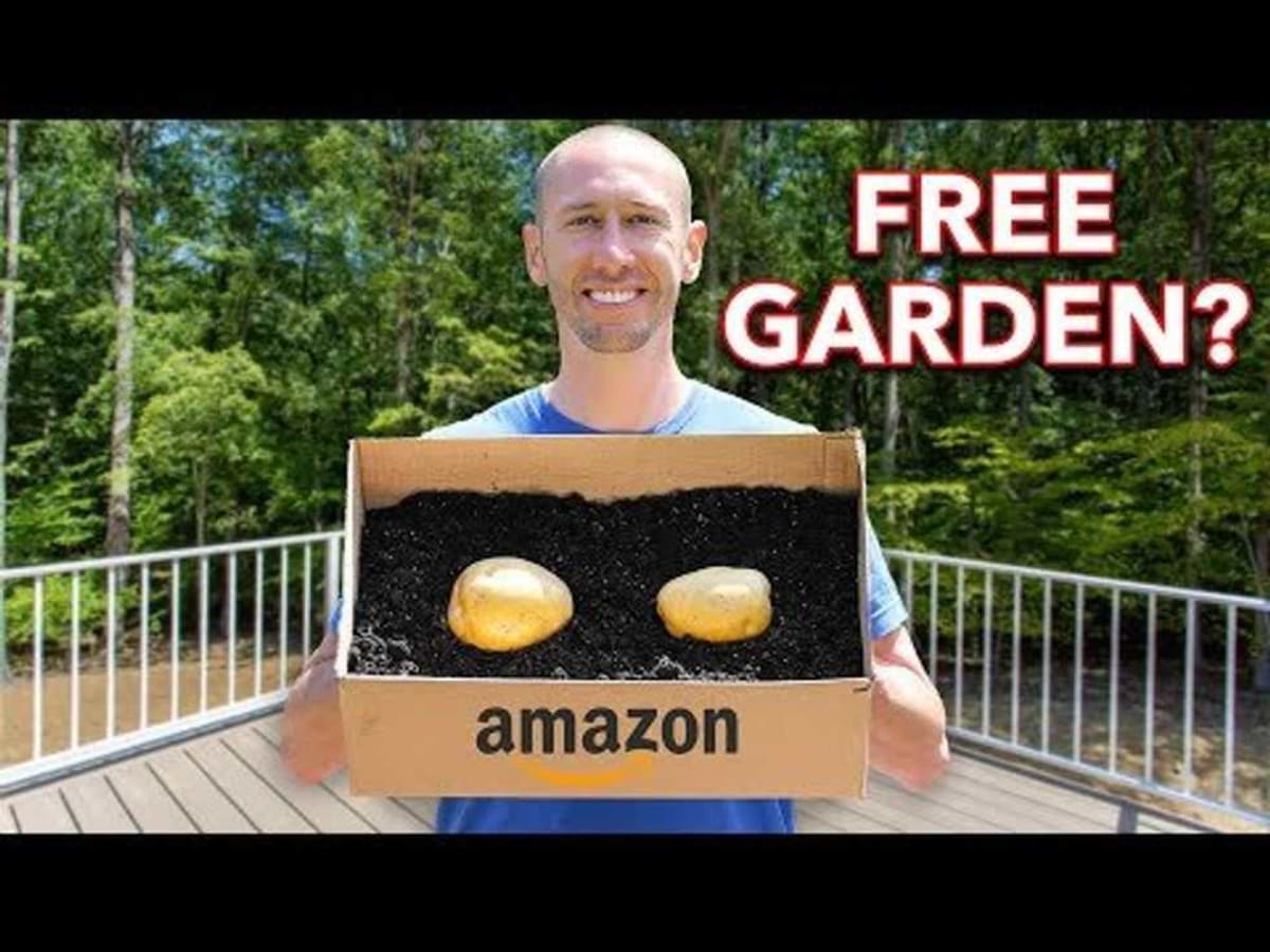 Lush green potato plants growing in a cardboard Amazon shipping box on a patio