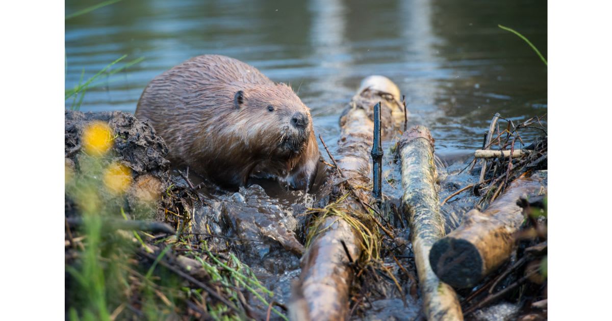 Beavers Brought Utah's Dying River Back to Life in 6 Years - Image 4