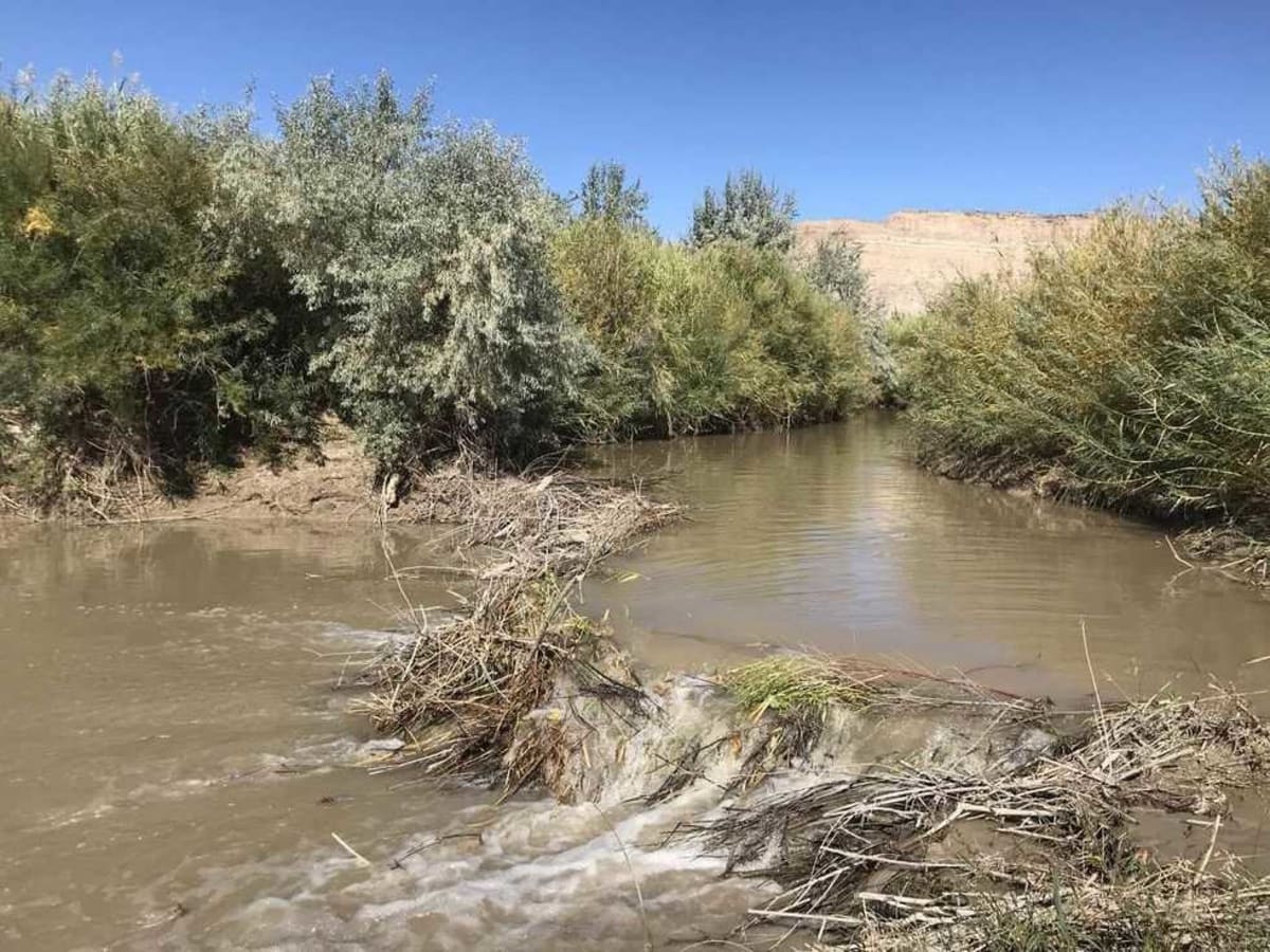Beavers Brought Utah's Dying River Back to Life in 6 Years - Image 5