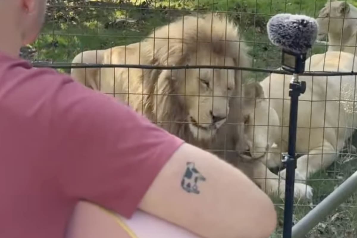 French musician Plumes playing acoustic guitar while three lions rest peacefully nearby listening