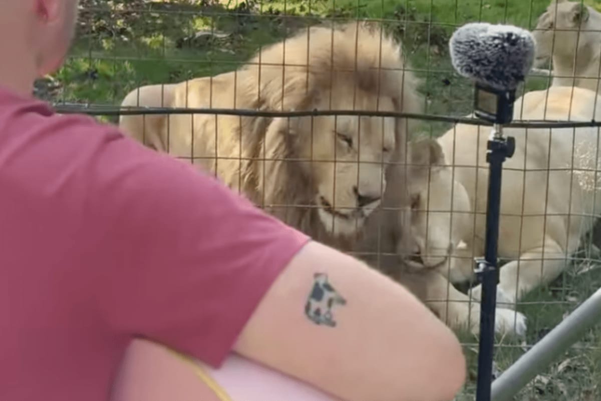 Lions Cuddle to Acoustic 'November Rain' Performance - Image 3