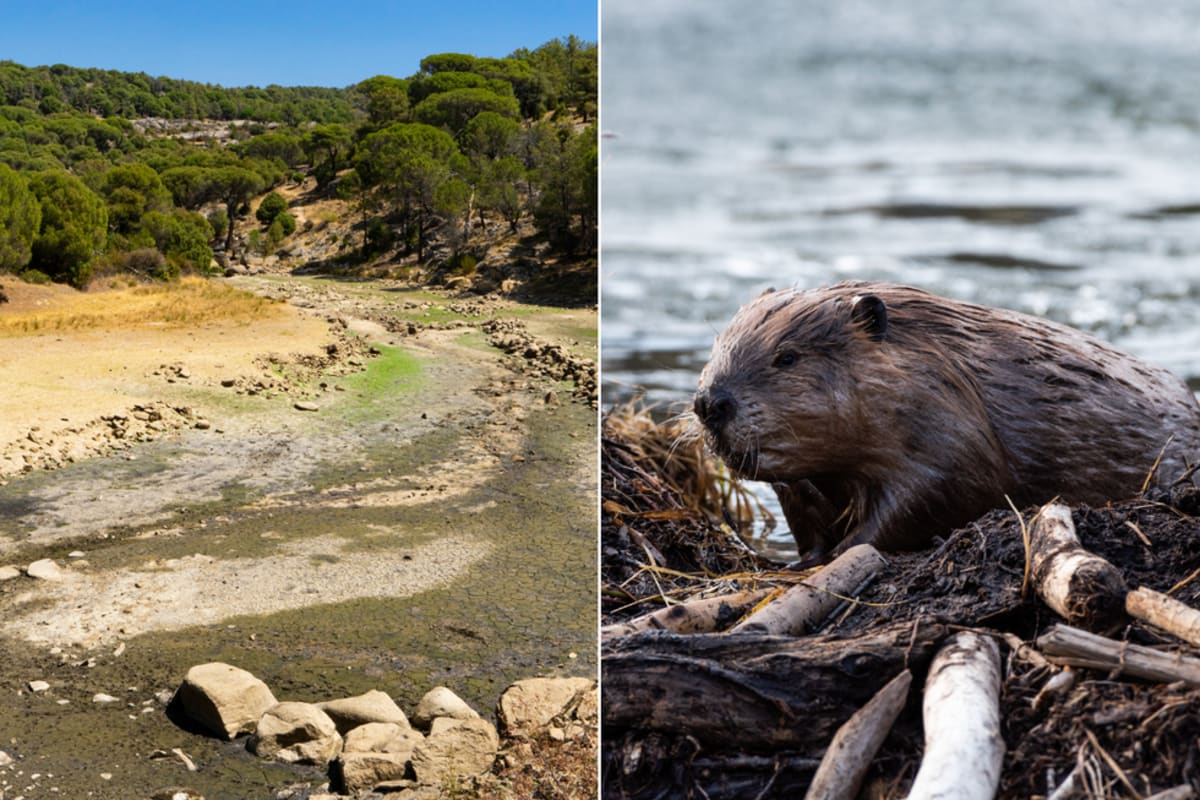 Beavers Brought Utah's Dying River Back to Life in 6 Years - Image 3