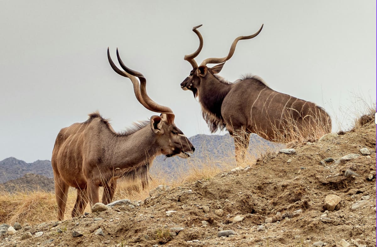 Scientists Explain Why Only 40 Animals Were Ever Domesticated - Image 4