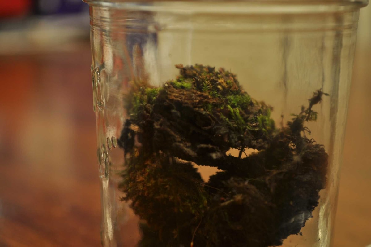 Glass bottle being excavated from soil at night containing century-old seeds for scientific research