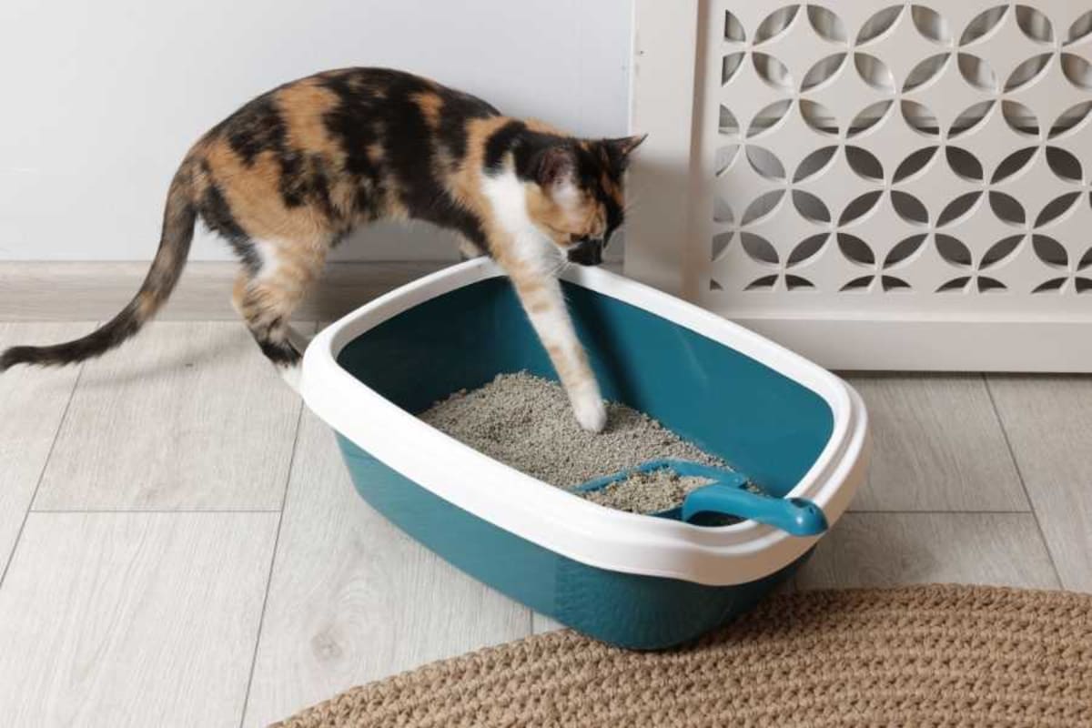 Japan Couple Builds Stunning Litter Box That Actually Works - Image 4