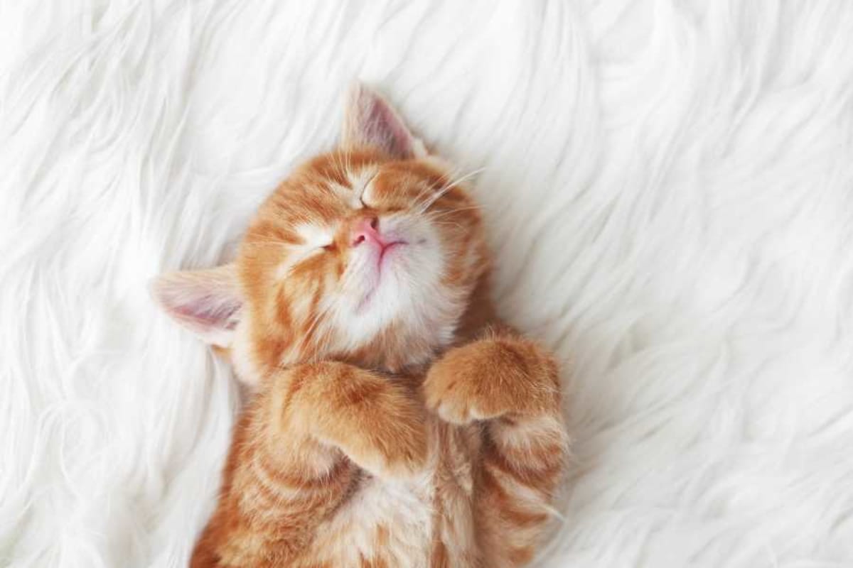 Man's 'Cute Aggression' Over New Kitten Goes Viral - Image 4
