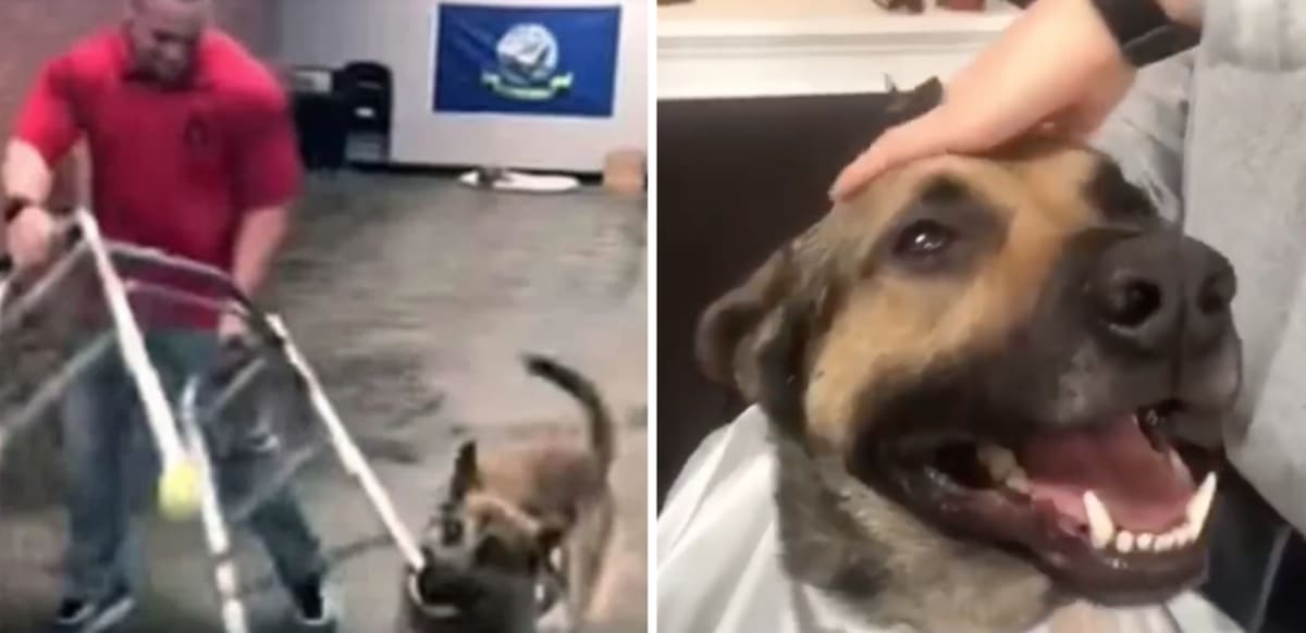 Belgian Malinois dog playfully dragging wheelchair during service dog training session