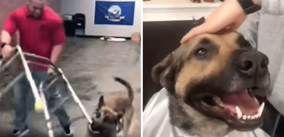 Belgian Malinois Flunks Service Dog School, Wins Internet - Image 3