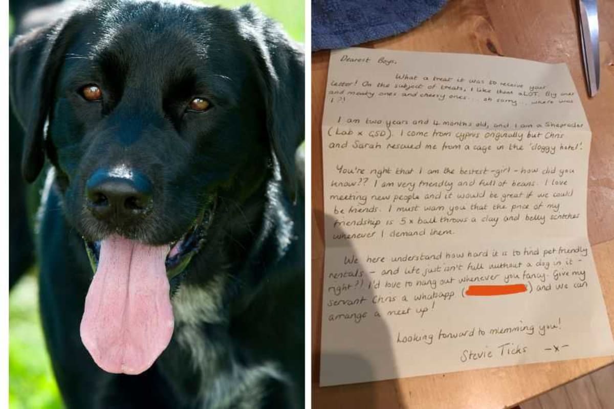 Black Sheprador dog named Stevie Ticks sitting by window in Bristol home