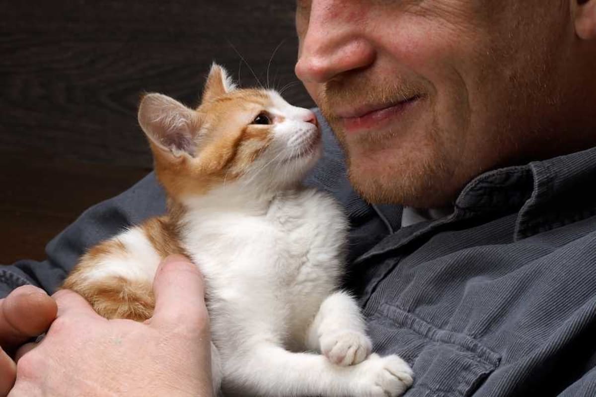 Man's 'Cute Aggression' Over New Kitten Goes Viral - Image 3