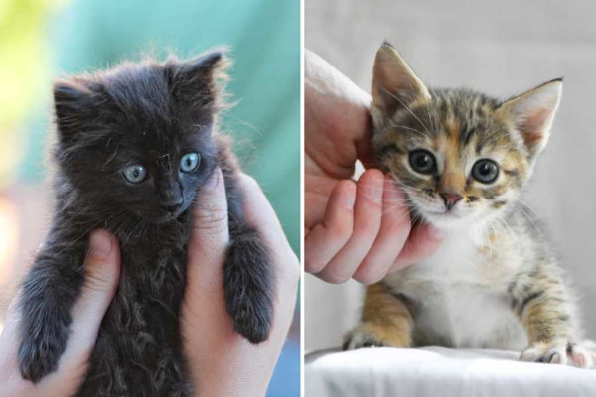 Man Names 13 Cats with Puns, Now Strangers Want His Help - Image 3