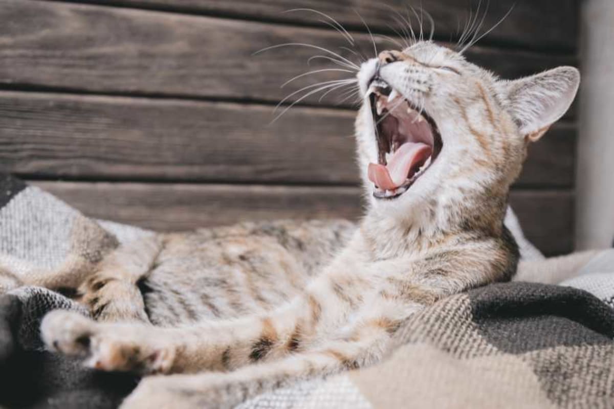 Vet Reveals 7 Signs Your Cat Loves You (Yes, Really) - Image 5