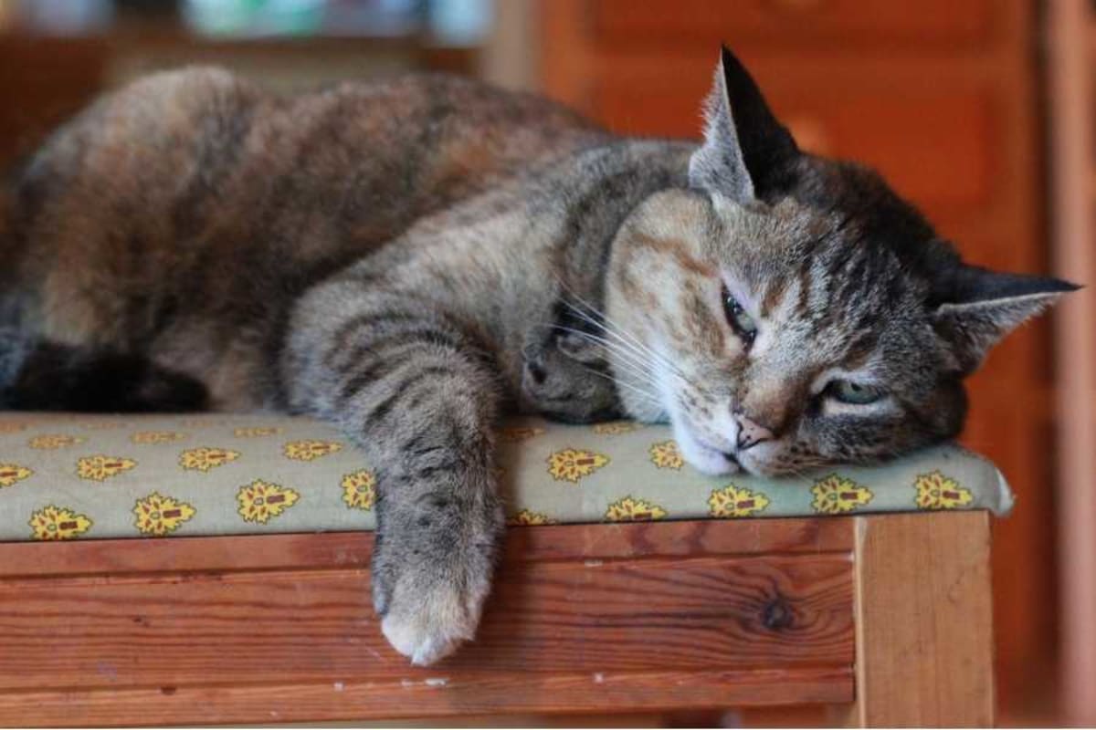 Orange tabby cat with half-closed eyes giving slow affectionate blinks to owner