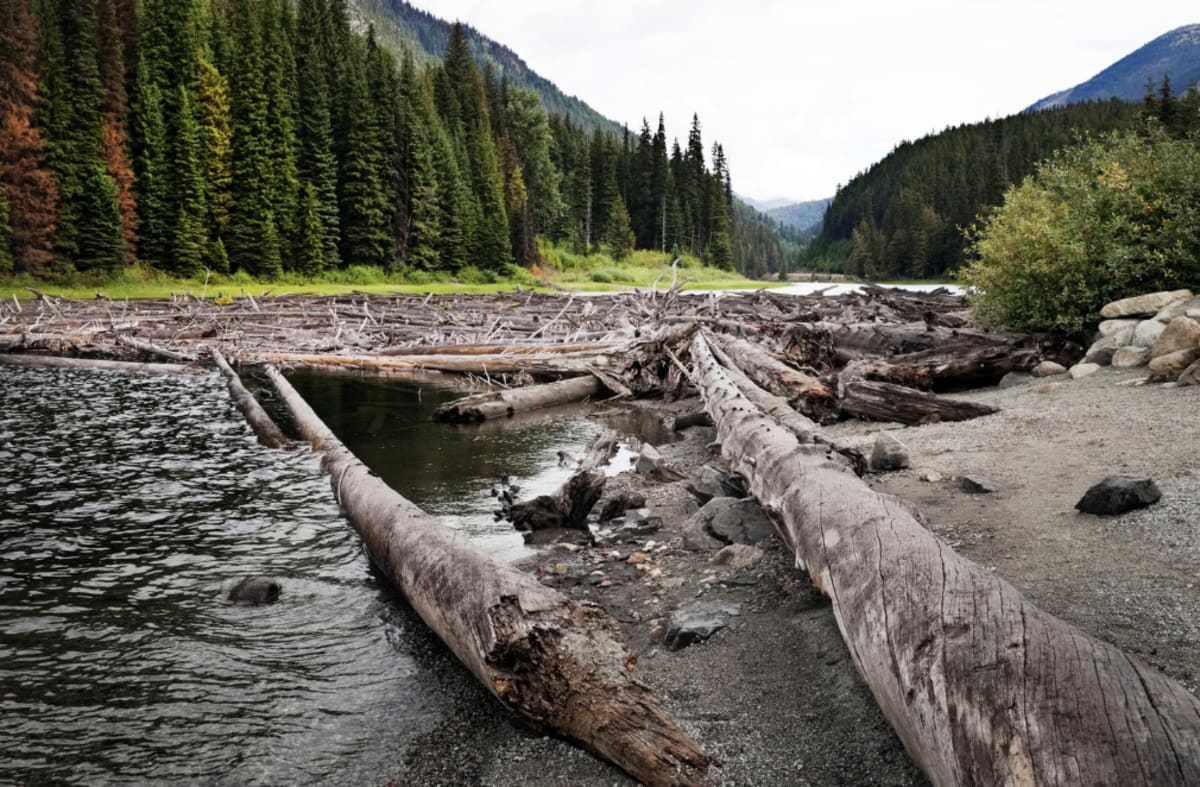 Helicopter carrying large log over forested river canyon during Yakama Nation restoration project