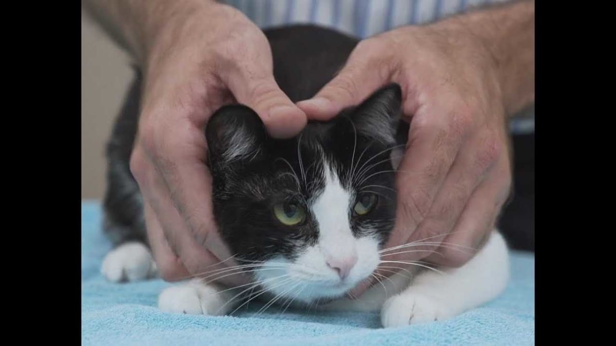 Veterinarian gently demonstrating proper cat-holding technique with orange tabby cat pressed against body