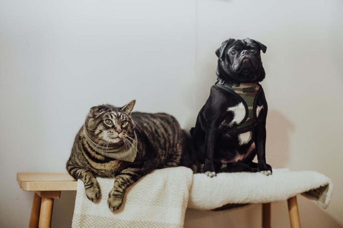 Senior Dogs Find Homes Thanks to Cat Named Mustache - Image 2
