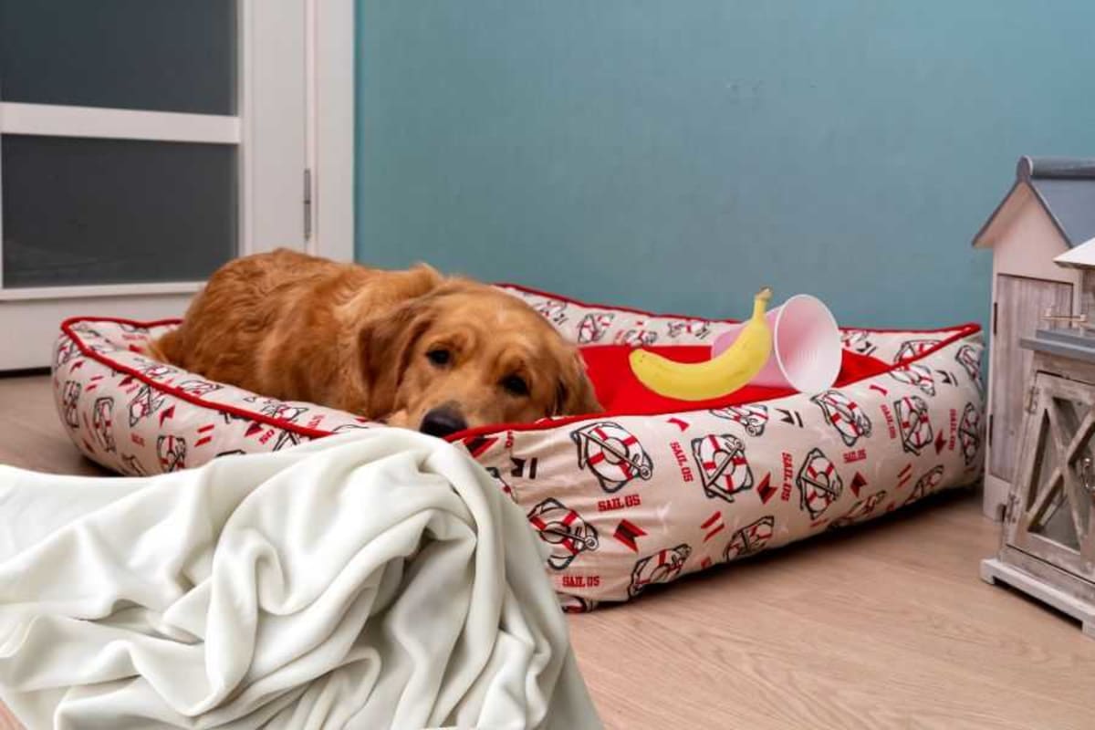 Rescue Dog Duke Hoards Teapots and Lamps to Feel Safe